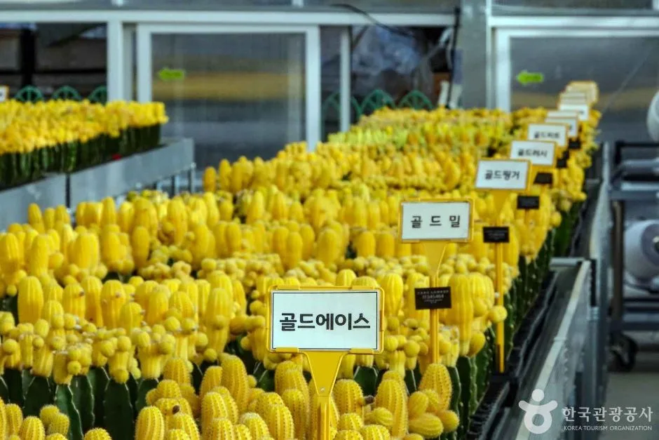 경기_고양_선인장다육식물연구소(구 선인장연구소) (7)