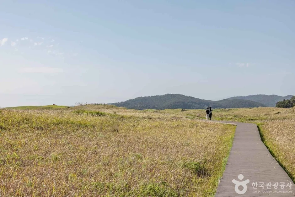 신두사구쉼터공원(신두사구생태공원) (2)