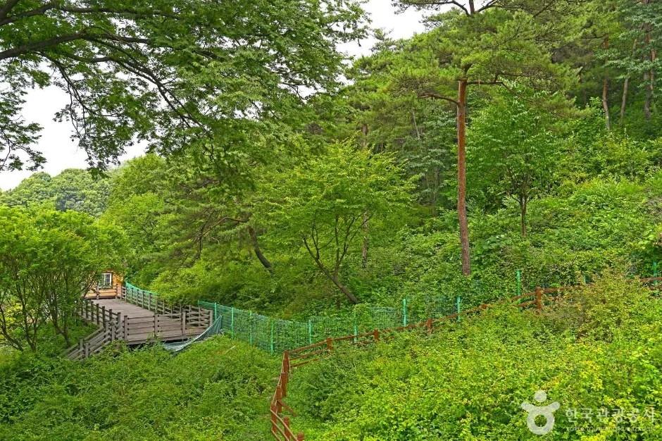 괴산 율지리 미선나무 자생지 (3)