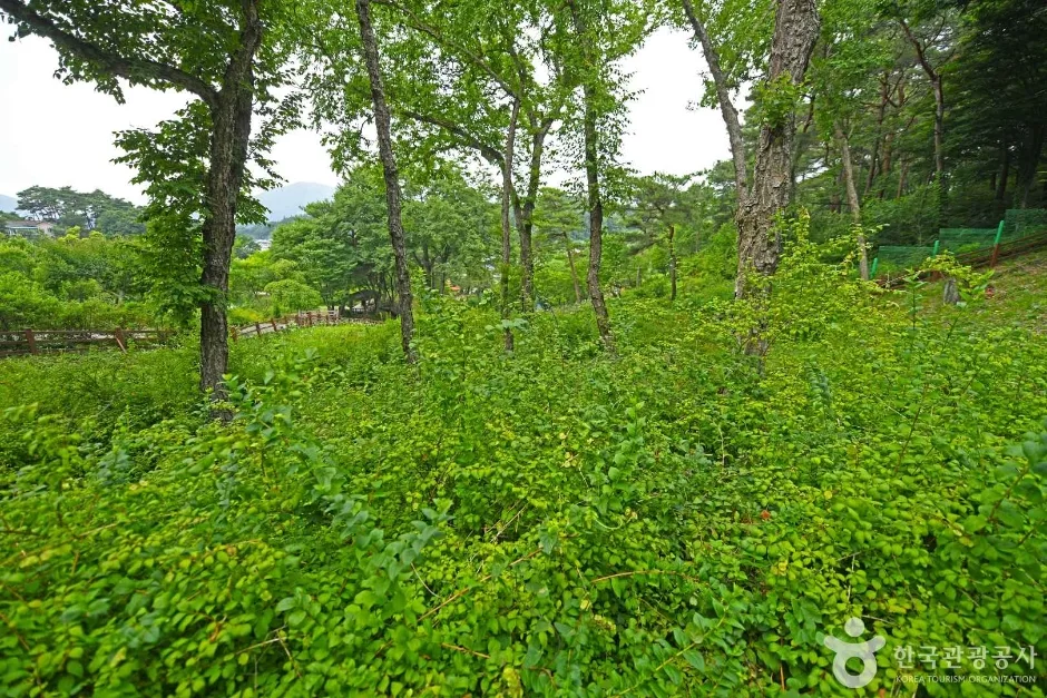 괴산 율지리 미선나무 자생지 (7)