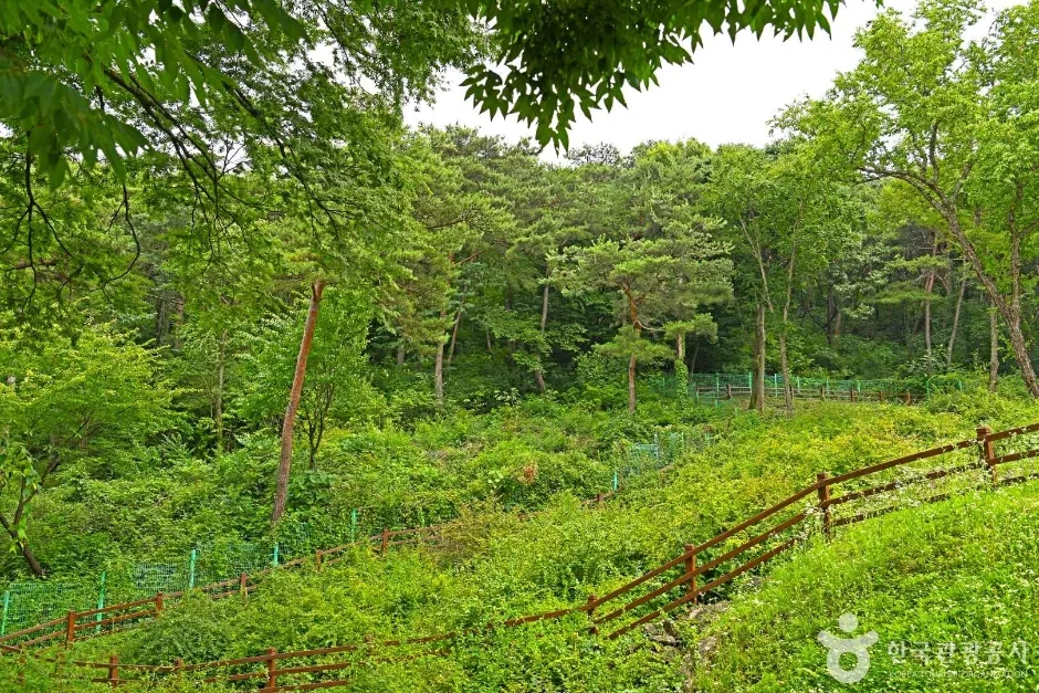 괴산 율지리 미선나무 자생지 (2)
