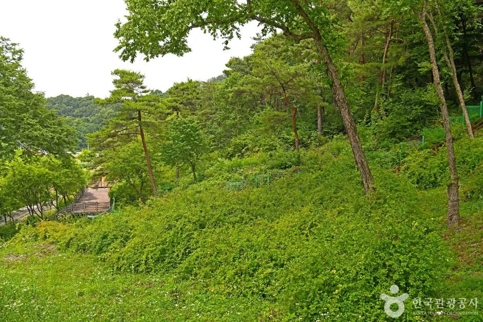 괴산 율지리 미선나무 자생지 (5)