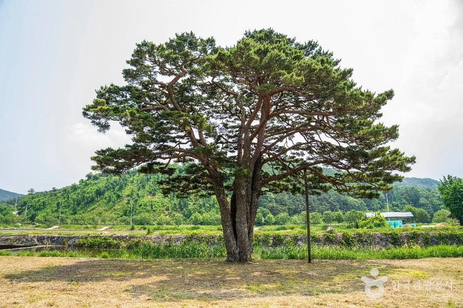 함양 목현리 구송