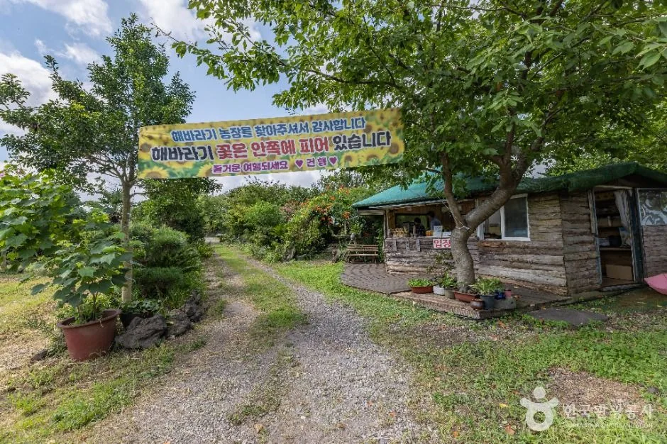 제주_김경숙해바라기농장 (7)