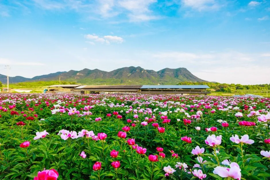 의성_금성산·비봉산(의성) (6)