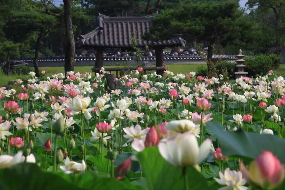 2026 세미원 연꽃문화제 (2).jpg