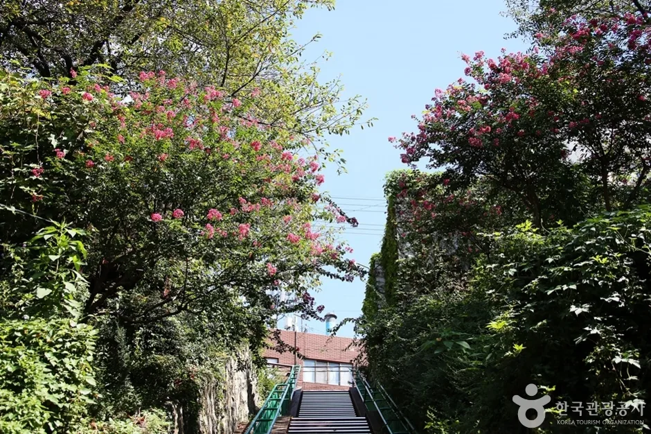 개금벚꽃문화길 (5)