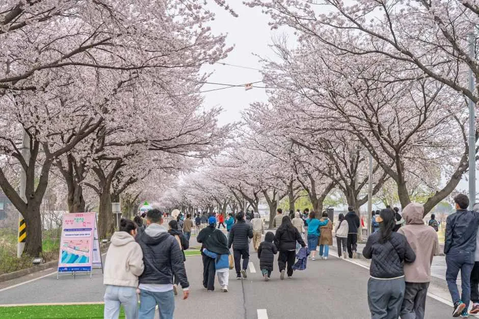 2026 양양 남대천 벚꽃축제 (1).jpg