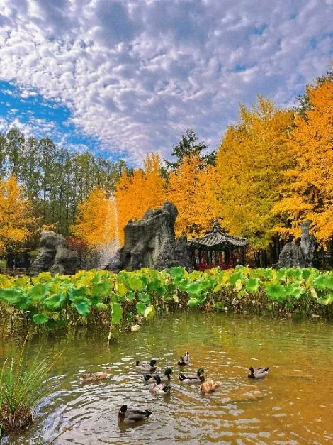 춘천_남이섬 (7).JPG
