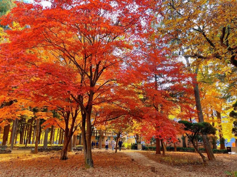 춘천_남이섬 (8).JPG