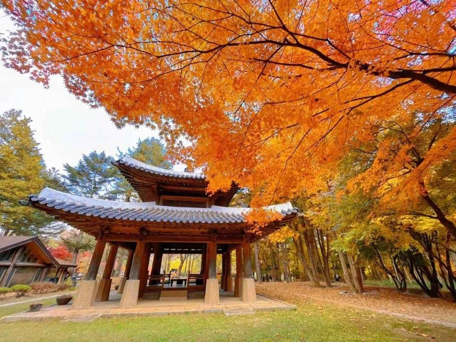 춘천_남이섬 (17).jpg