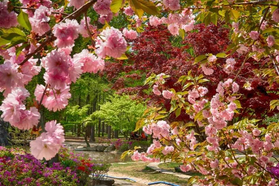 춘천_남이섬 (15).jpg