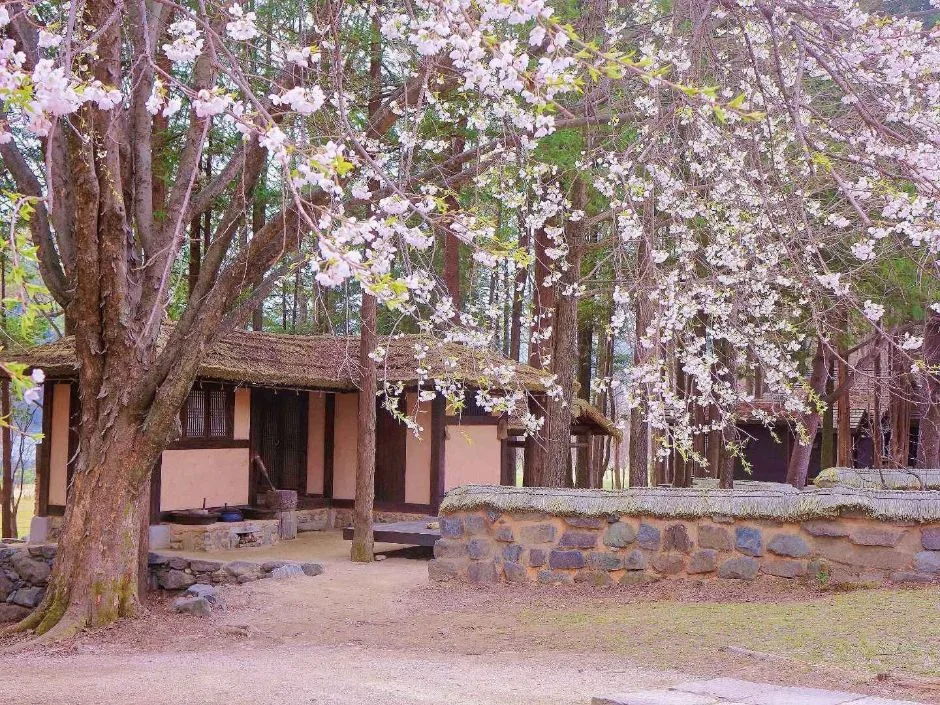 춘천_남이섬 (10).jpg