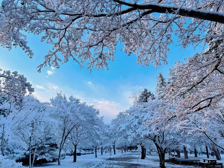 춘천_남이섬 (2).JPG