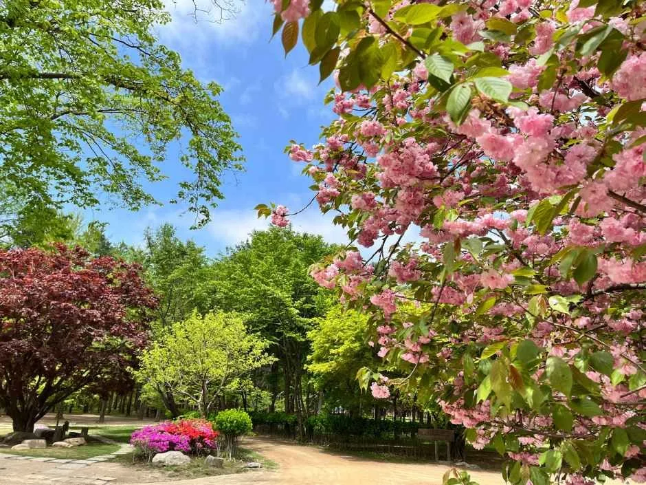 춘천_남이섬 (9).jpg