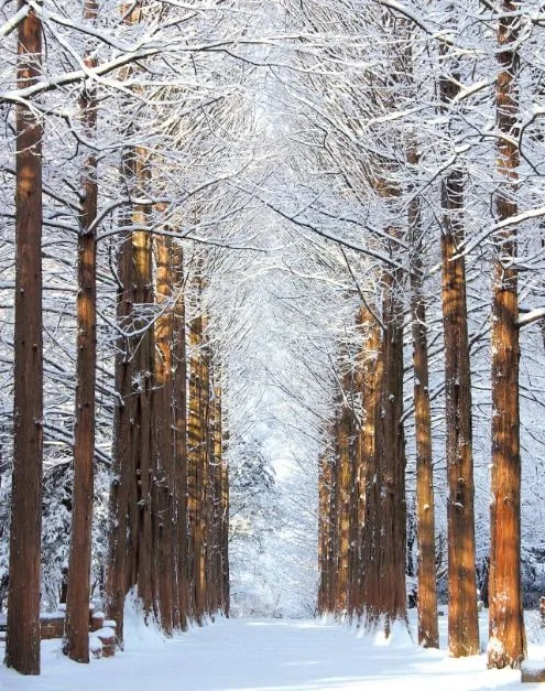 춘천_남이섬 (11).jpg