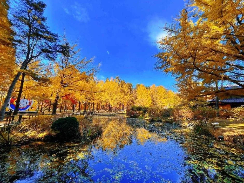 춘천_남이섬 (7).jpg