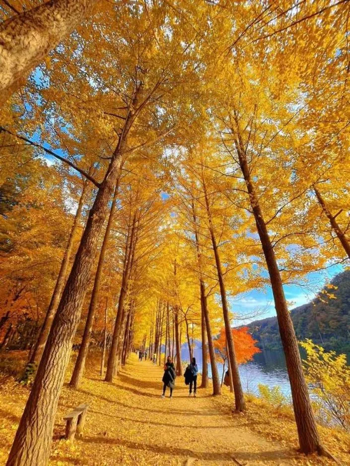 춘천_남이섬 (6).jpg