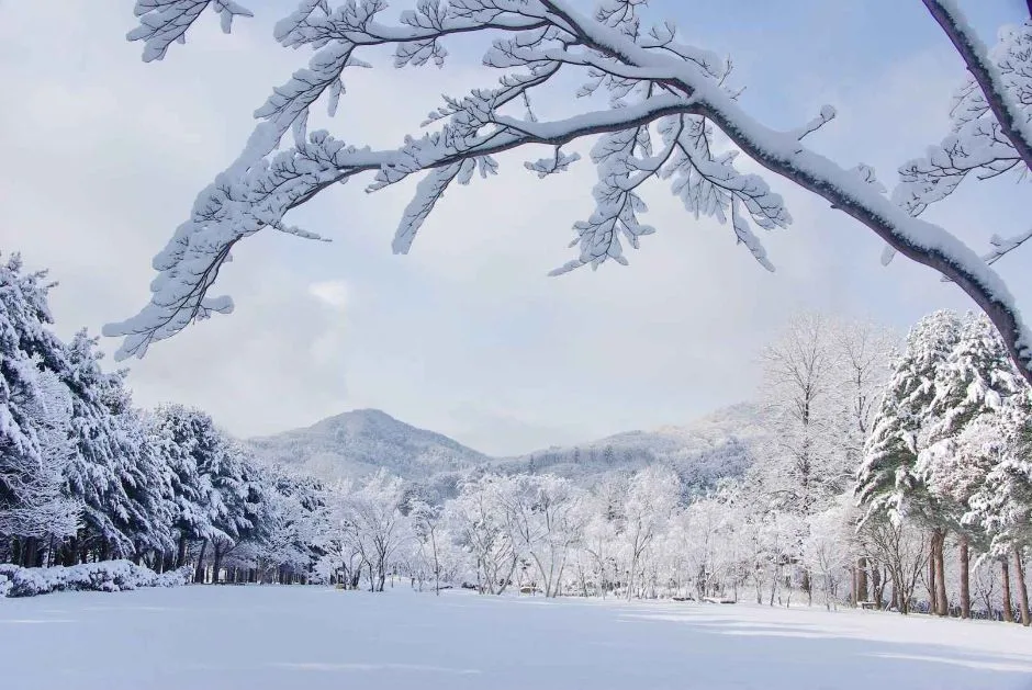 춘천_남이섬 (8).jpg