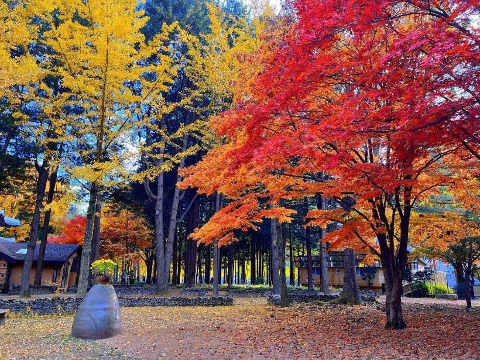 춘천_남이섬 (5).jpg