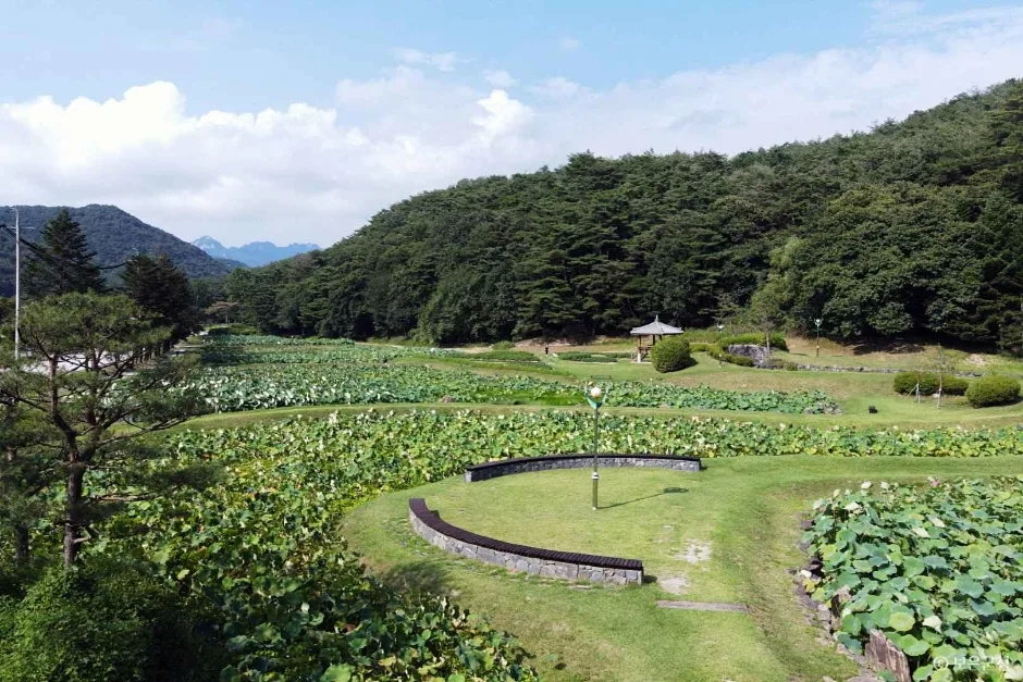 충북_보은_속리산연꽃단지 정자.JPG