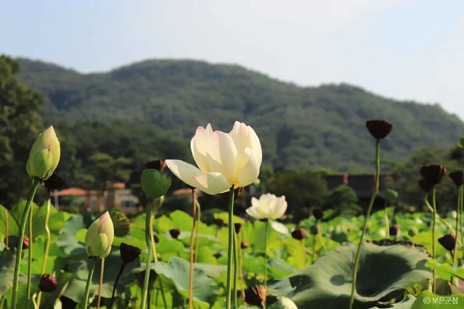 충북_보은_속리산연꽃단지 연꽃2.JPG