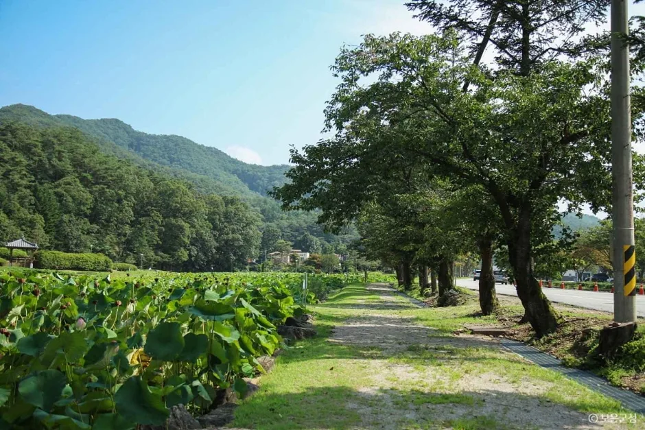 충북_보은_속리산연꽃단지 연꽃3.JPG