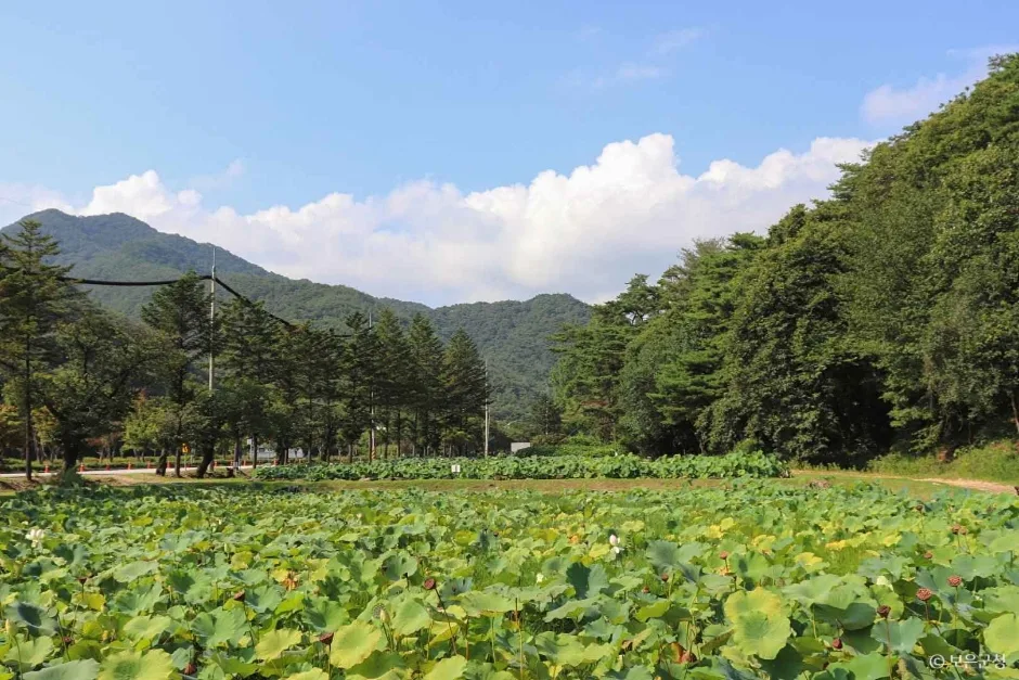 충북_보은_속리산연꽃단지 전경5.JPG