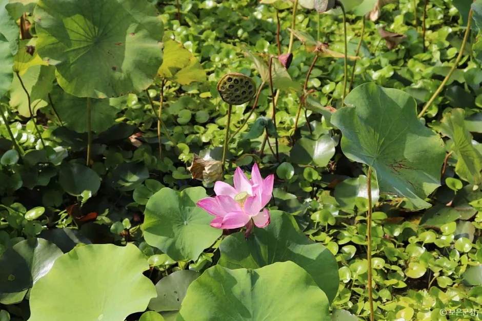 속리산연꽃단지 (2)