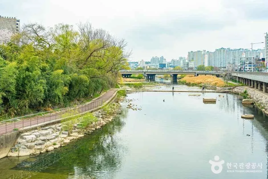 광주_광주천 벚꽃길 (1).jpg