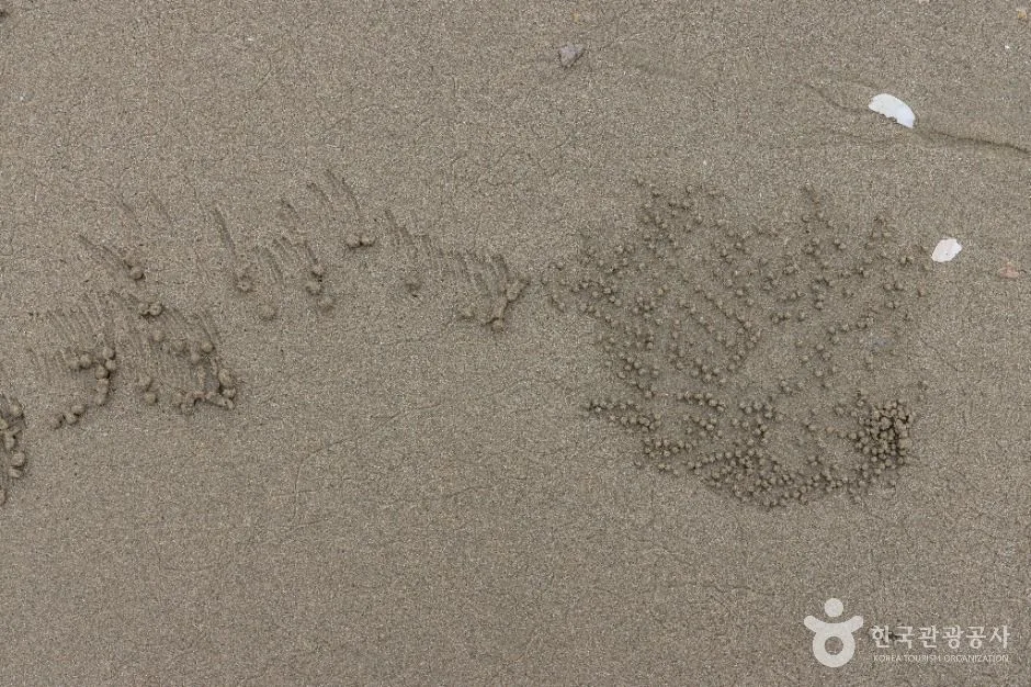 신안_짱뚱어해수욕장 (6)