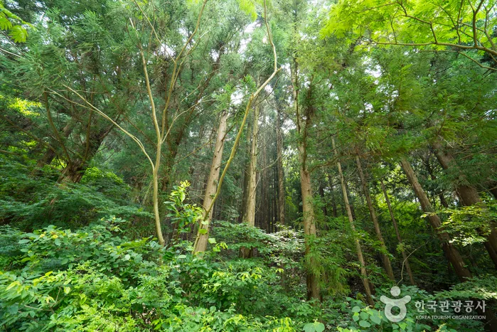 장성축령산자연휴양림