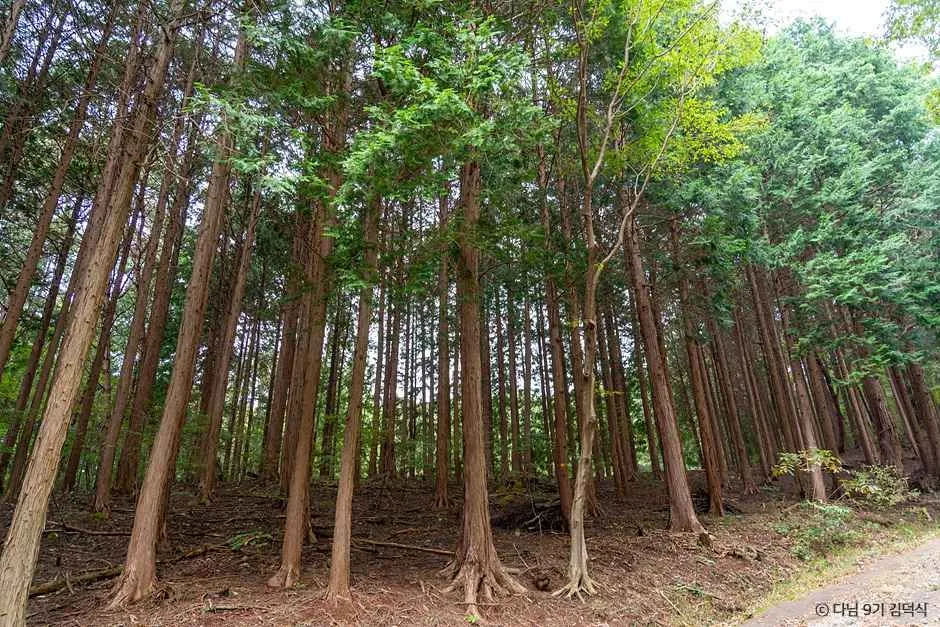 전남 장성 여행 코스 아이와 가볼만한 곳 황룡강 축령산 편백나무숲_국립장성치유의숲(축령산삼나무편백숲)_2-3.jpg