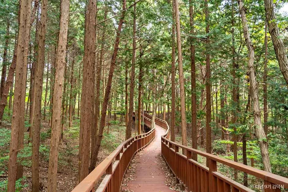 전남 장성 여행 코스 아이와 가볼만한 곳 황룡강 축령산 편백나무숲_국립장성치유의숲(축령산삼나무편백숲)_2-4.jpg