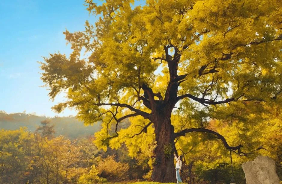 칠곡_칠곡 말하는은행나무 (6)