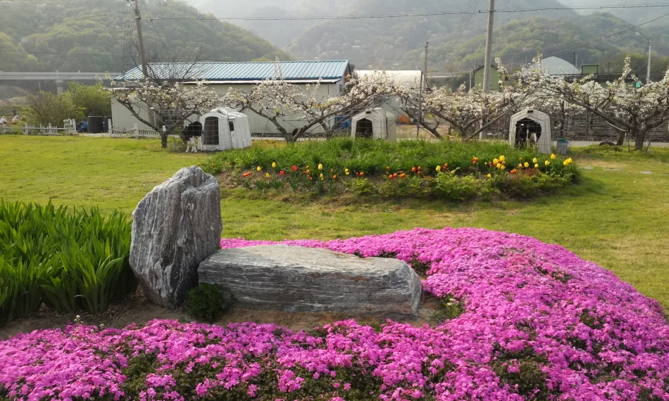 연천_애심목장 (7).jpg