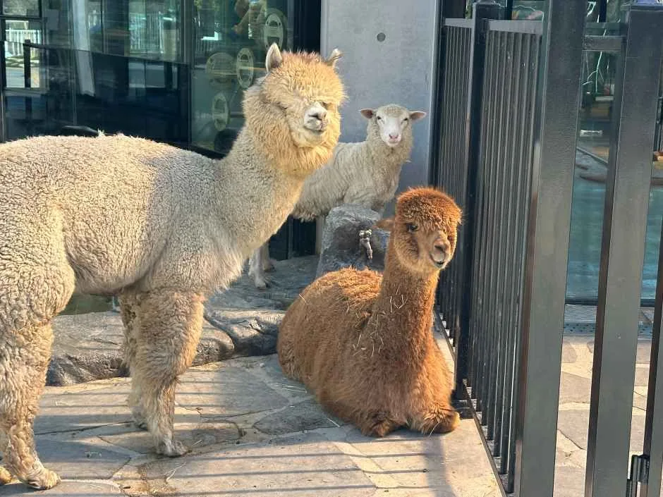 울산_와글와글 동물원 (13).jpg