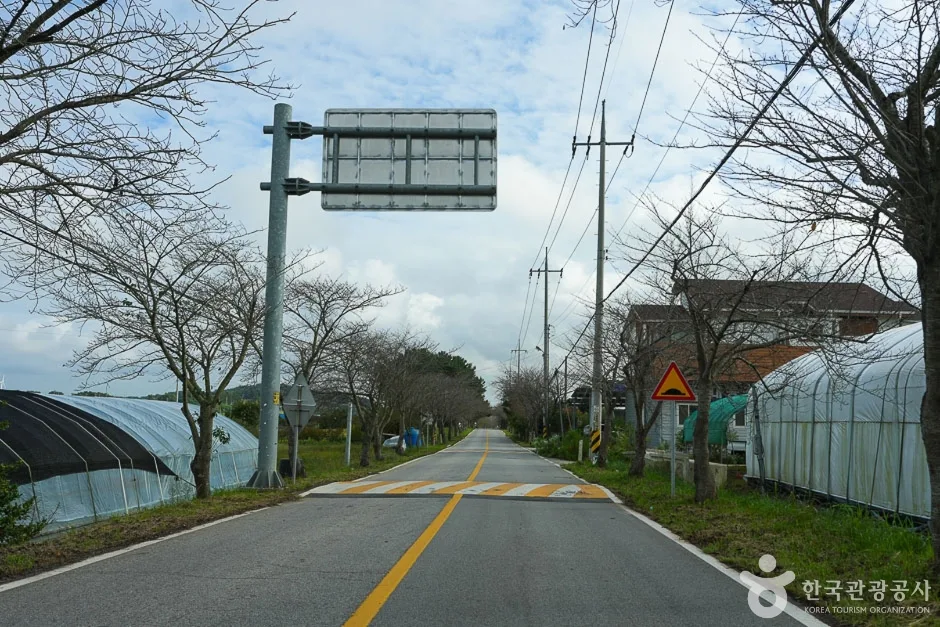 남면 벚꽃길 (7)