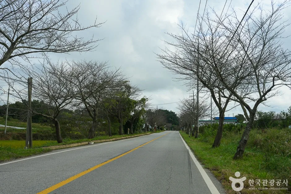 남면 벚꽃길 (5)