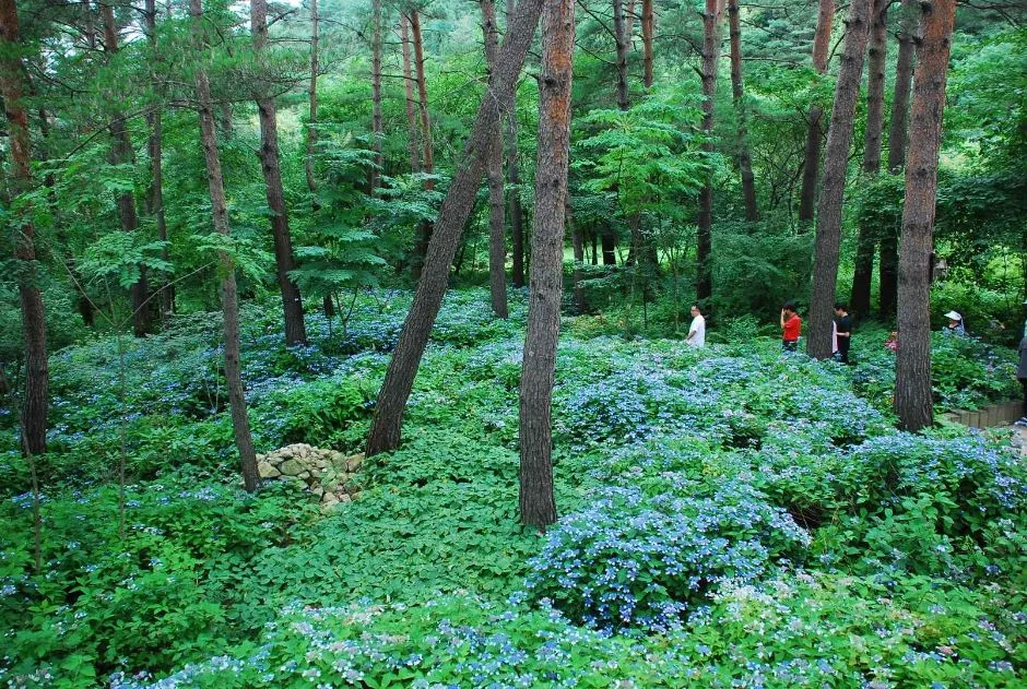 국립한국자생식물원_산수국