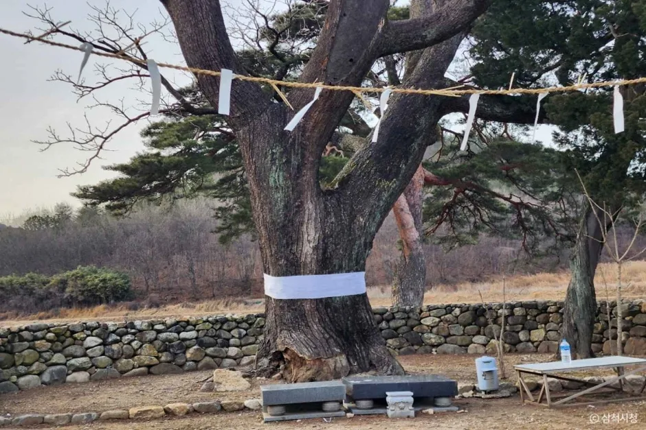 삼척 궁촌리 음나무  (4)