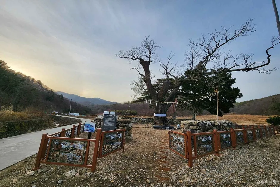 삼척 궁촌리 음나무  (2)