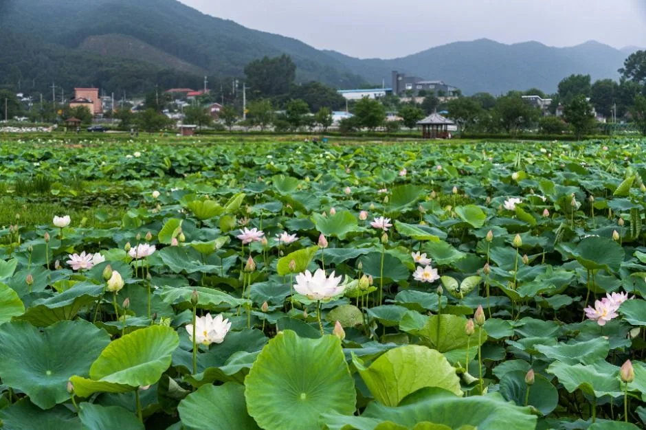 용인 8경_4경 연꽃단지 (1)