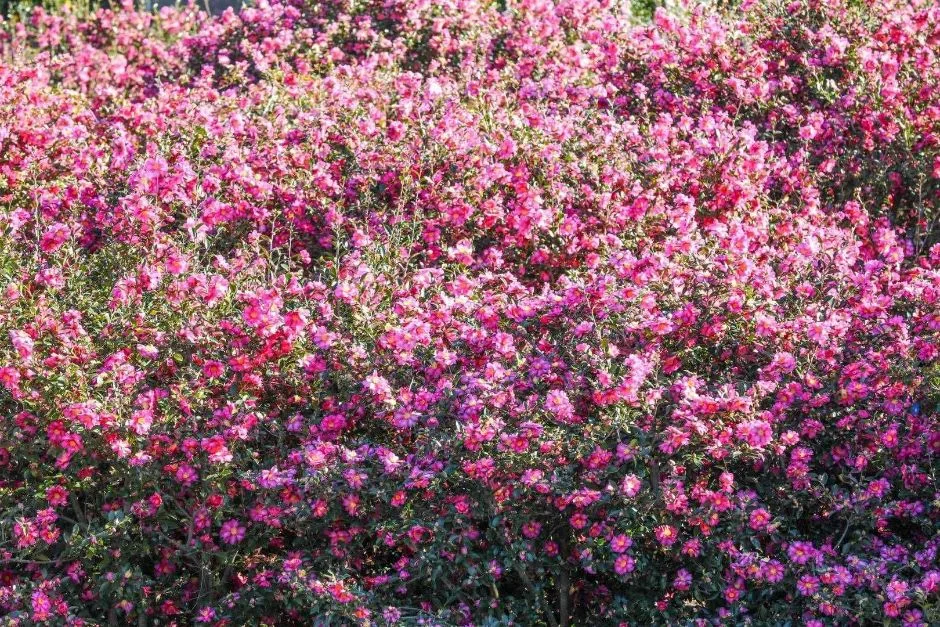 제주_휴애리자연생활공원 (3)