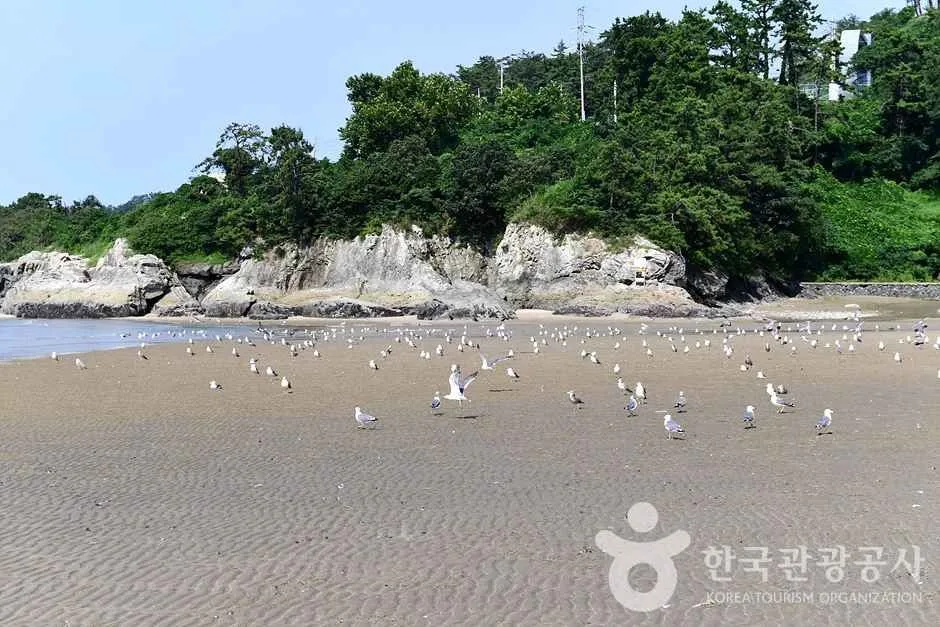 전남_영광_가마미해수욕장 (12)