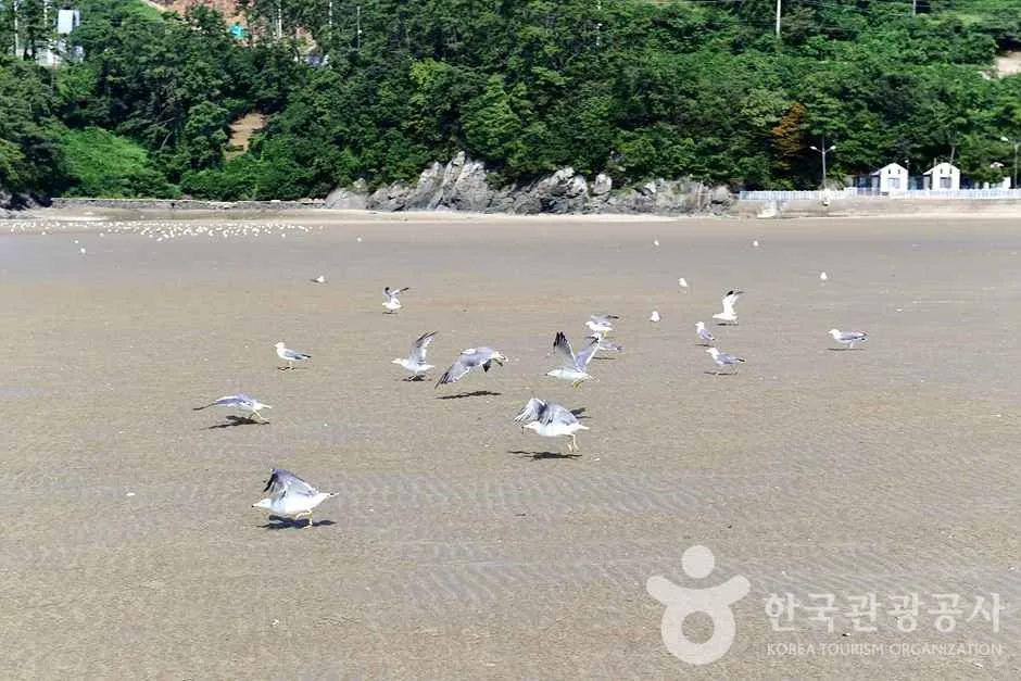 전남_영광_가마미해수욕장 (10)