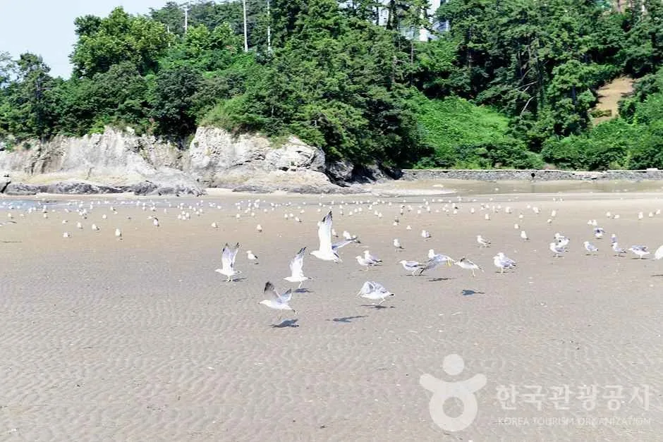 전남_영광_가마미해수욕장 (21)
