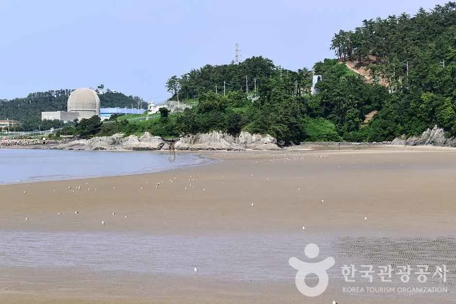 전남_영광_가마미해수욕장 (7)