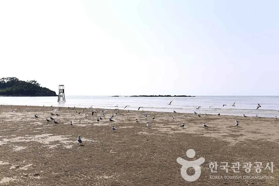 전남_영광_가마미해수욕장 (15)