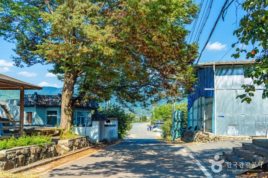 하동_악양대봉감 정보화마을 (2)